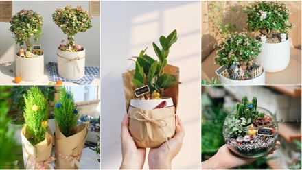 Sunners ơi, sắm ngay chậu cây xinh cho năm mới lộc lá tốt tươi nào!