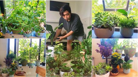 The untold story of Xuan Vu and his fascinating in-door garden